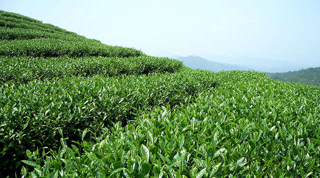 洞庭碧螺春茶产于洞庭东,西山的碧螺春茶,芽多,嫩香,汤清,味醇