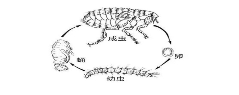 蝉的一生示意图手绘图片